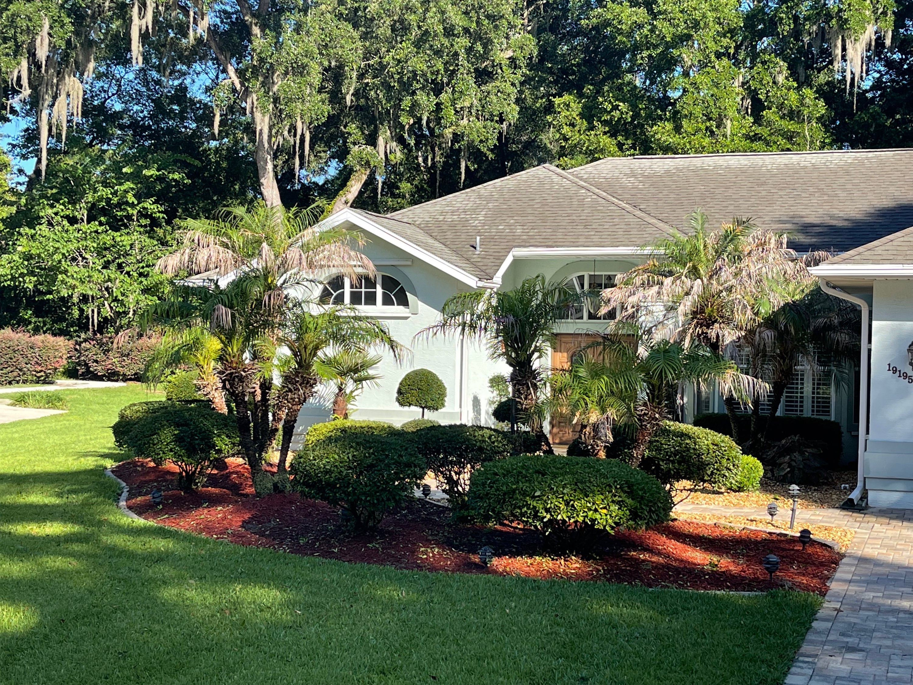 Blue-green stucco home with tall queen palms and manicured island bed with red mulch
