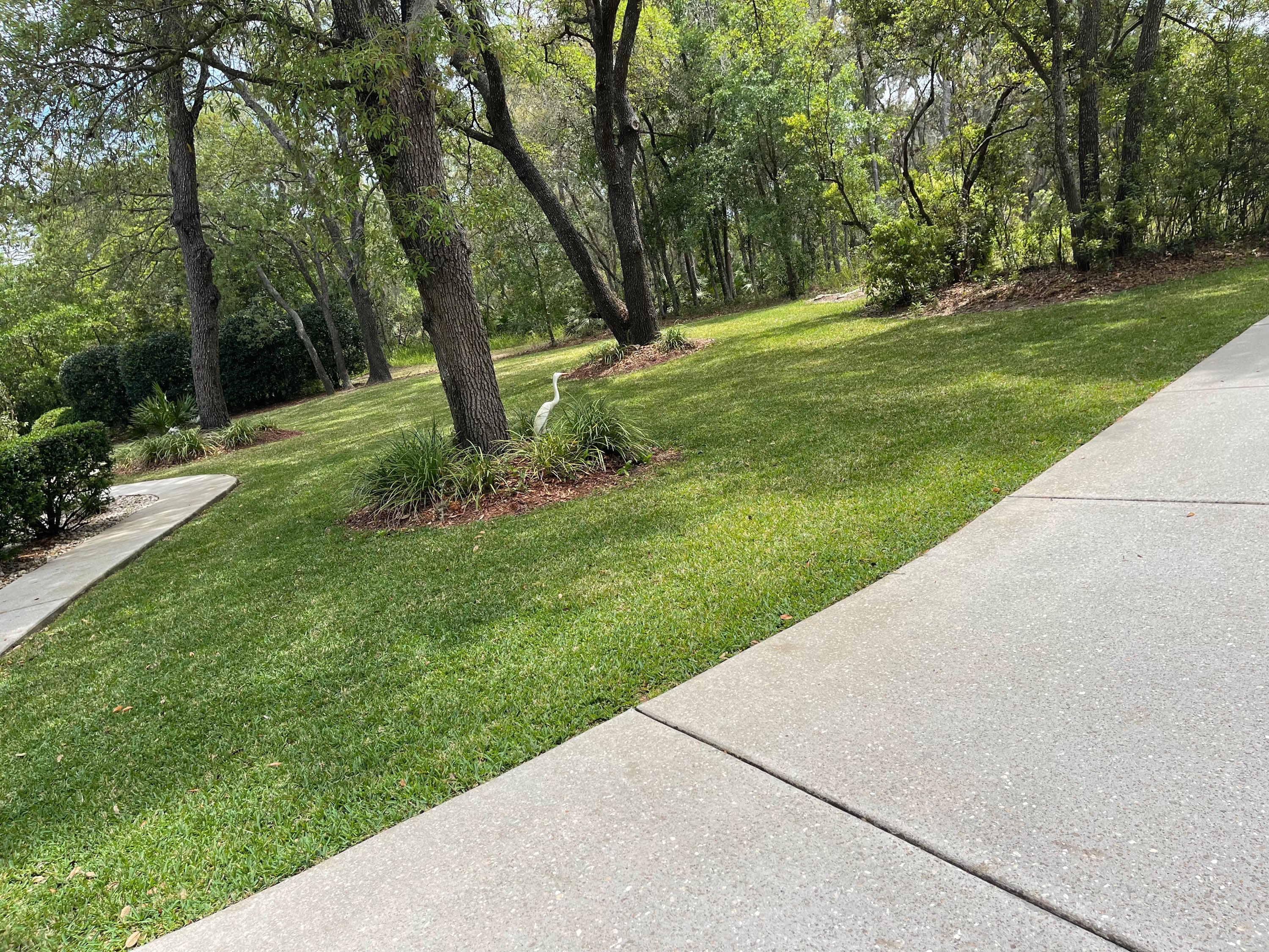 Lush green lawn next to concrete driveway with mature trees and a white egret