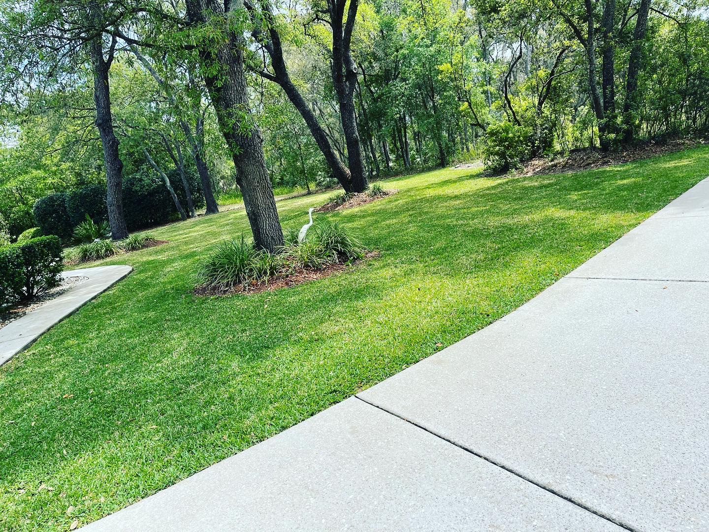 Lush residential lawn under mature trees with white egret bird near ornamental grass bed