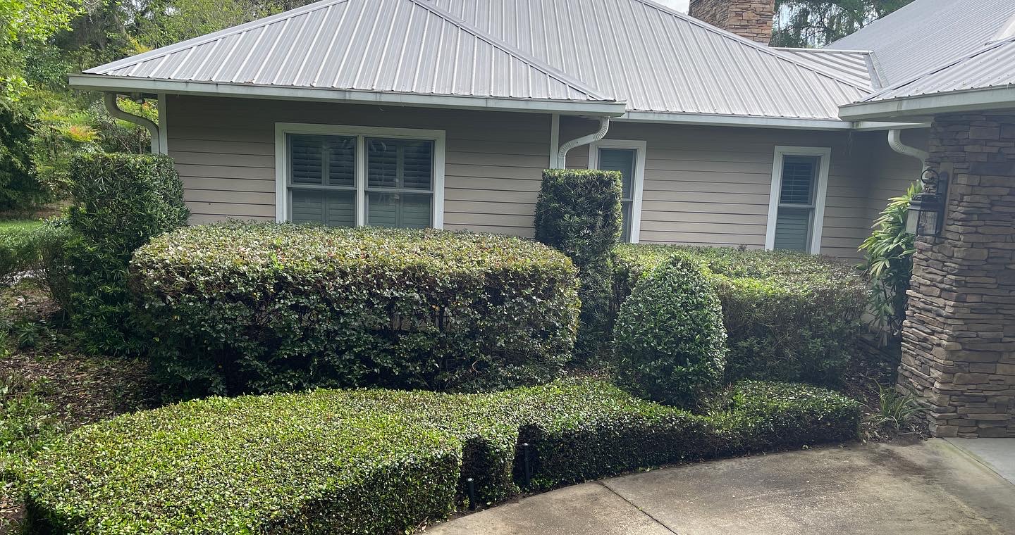 Beautifully shaped multi-tier hedge row along front of home with metal roof, clean and precise
