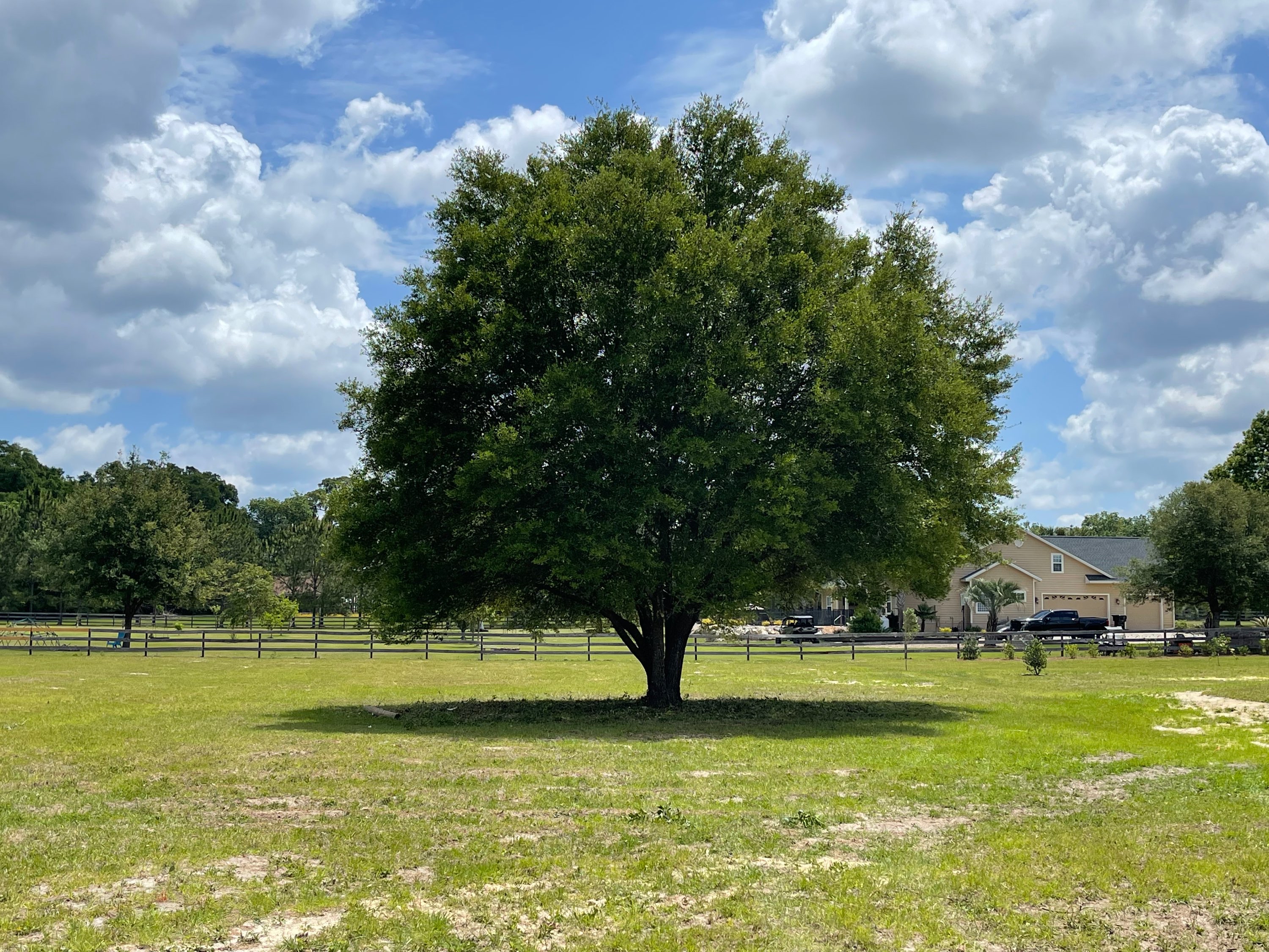 Beautiful live oak tree on open green pasture with horse fence and home in background