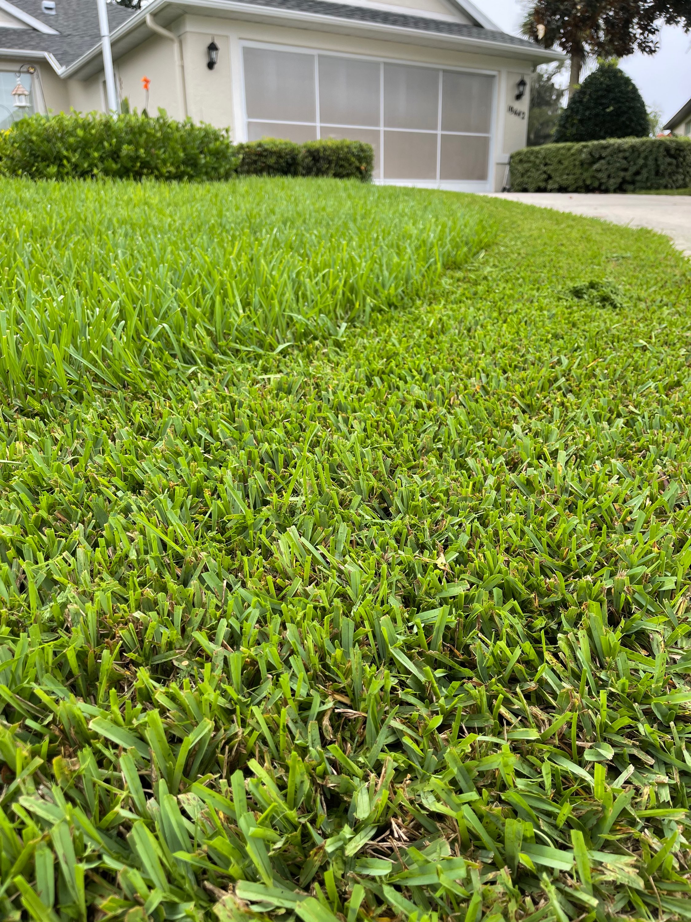 Low-angle close-up of St. Augustine grass carpet in front of stucco home