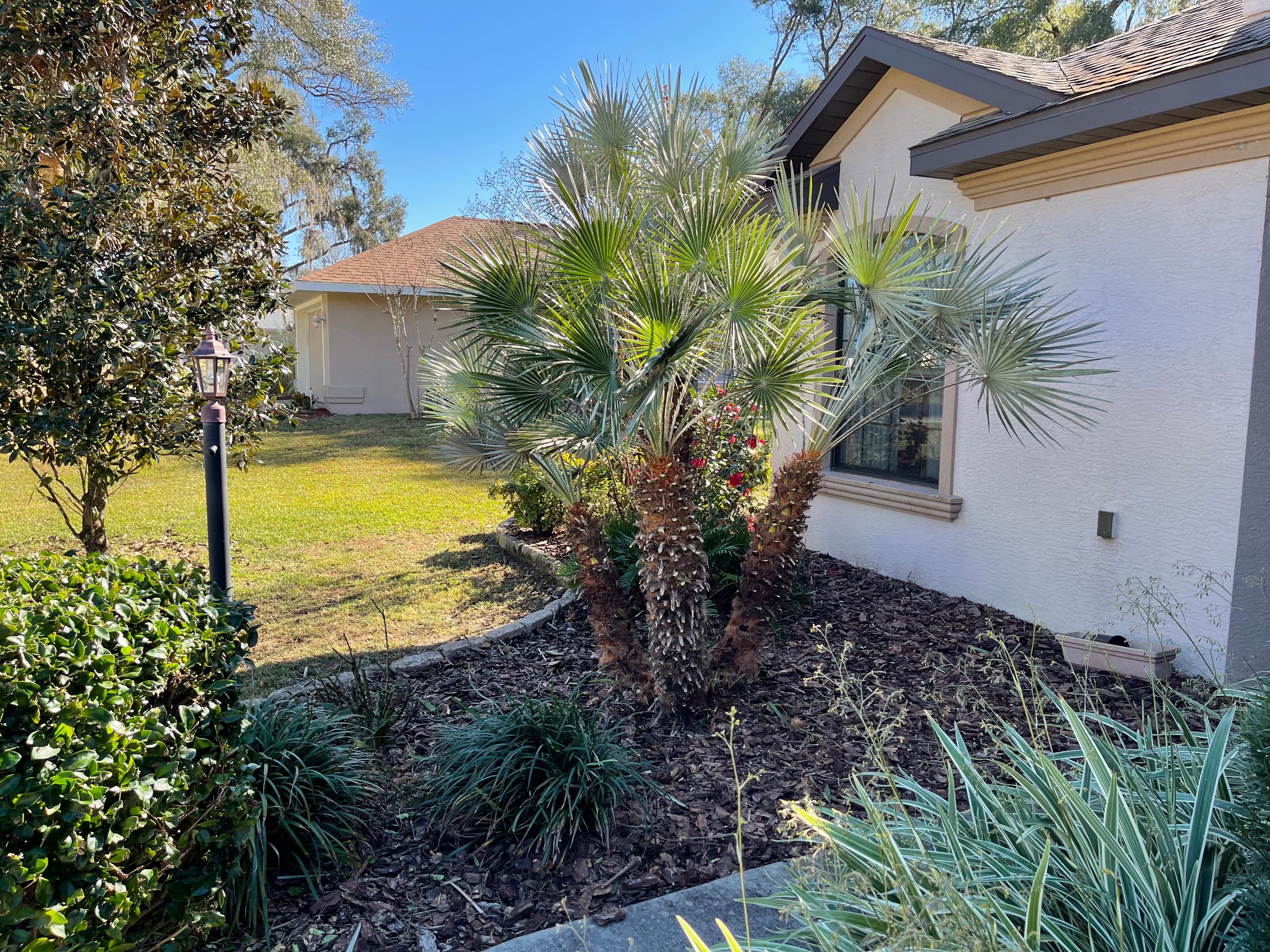 Residential garden bed with fan palms, red flowers, fresh mulch, and clean green lawn