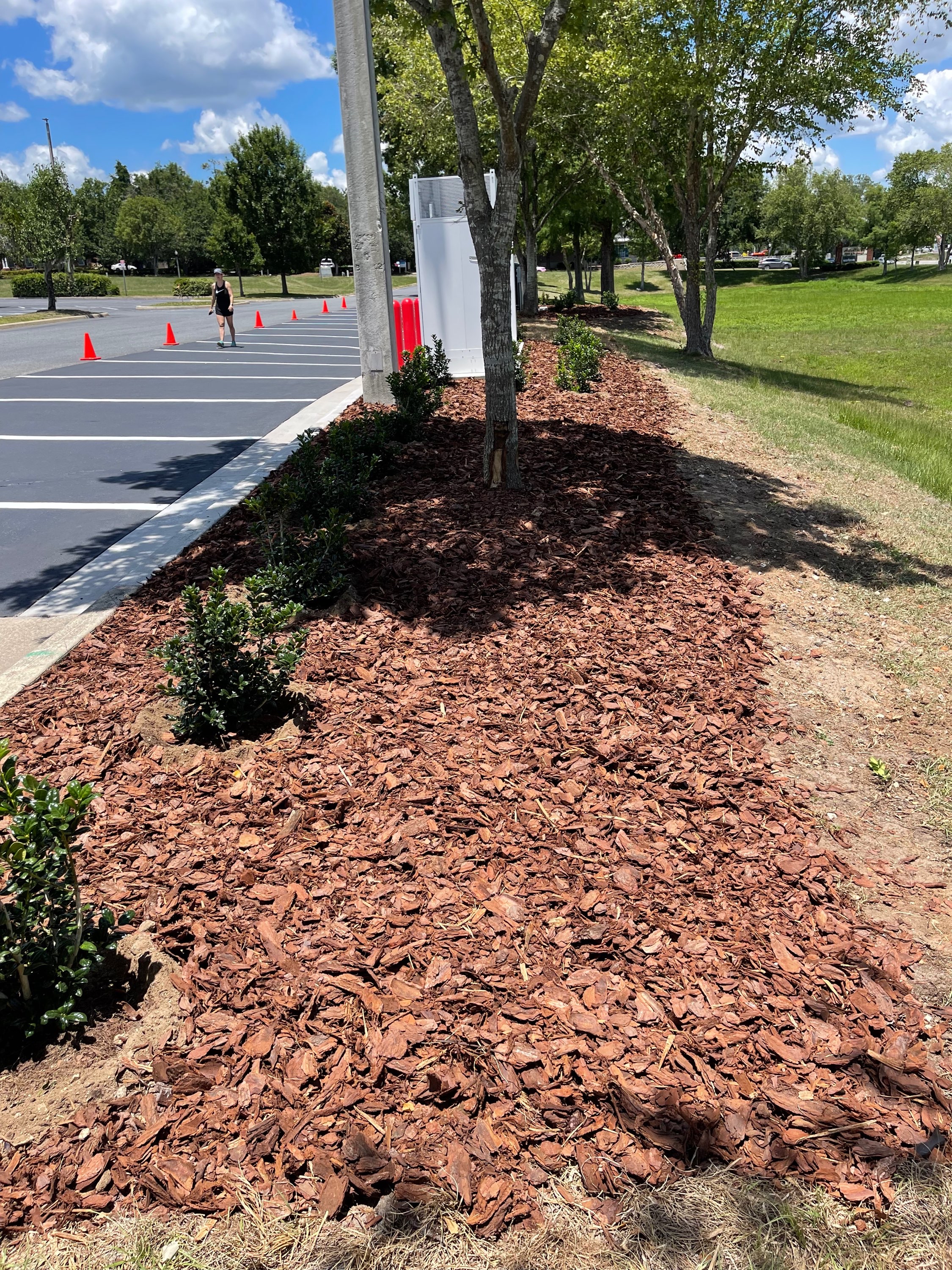 Commercial property with freshly mulched beds in a parking lot island