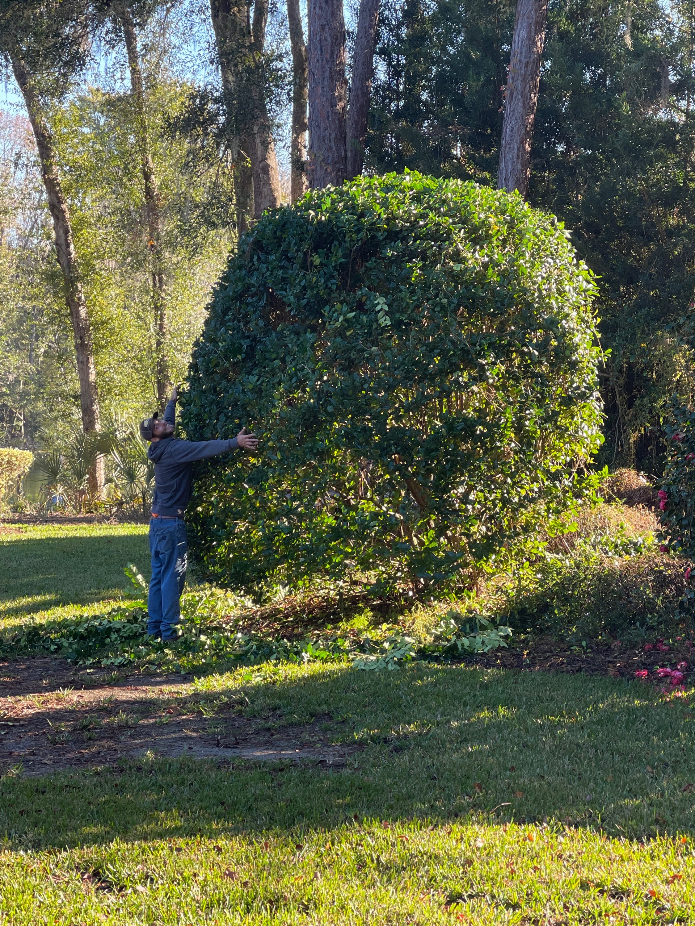 Crew member hand-trimming a large round shrub to a precise shape