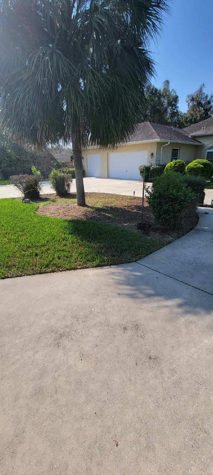 Freshly mulched curved driveway island bed with shaped shrubs